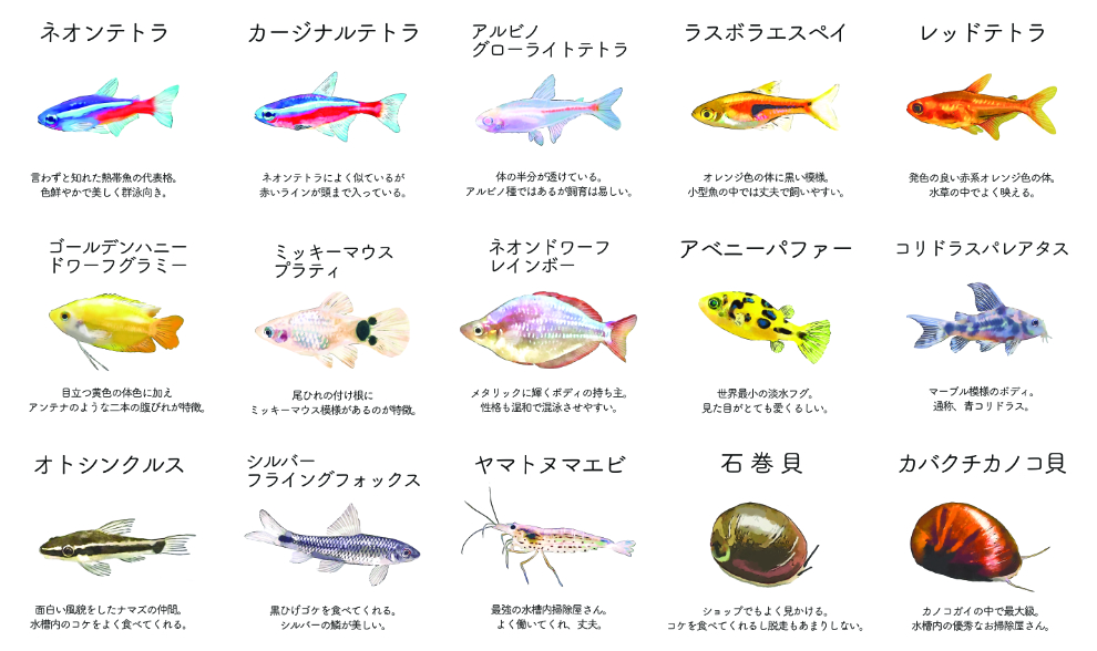 熱帯魚水槽のレンタルで泳ぐ熱帯魚リストを説明