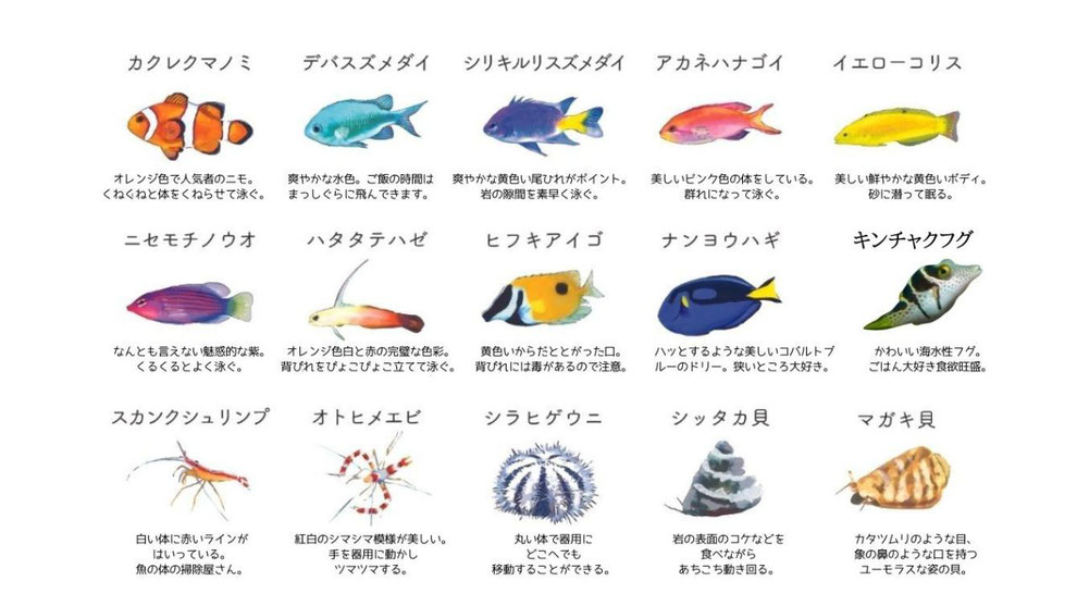 海水魚水槽のレンタルで泳ぐ海水魚リストを説明