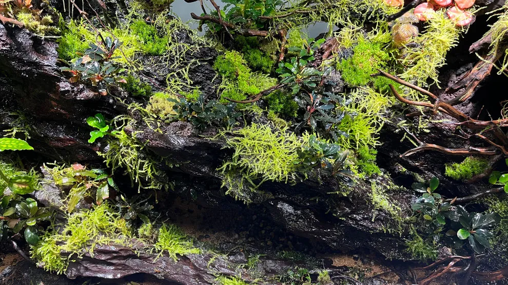 苔テラリウムのまとめ