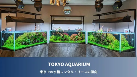 東京エリアでおすすめの水槽レンタル-リースサービスを解説