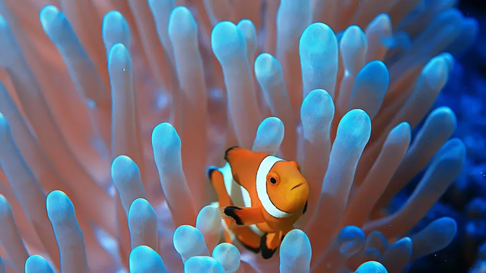 海水魚の水換えポイントを説明