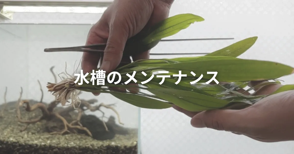 水槽メンテナンスを説明｜熱帯魚水槽レンタル